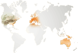 imgLavenderMap
