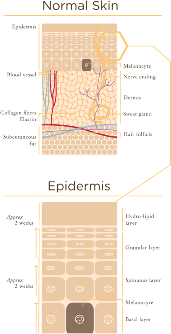 layer-skin