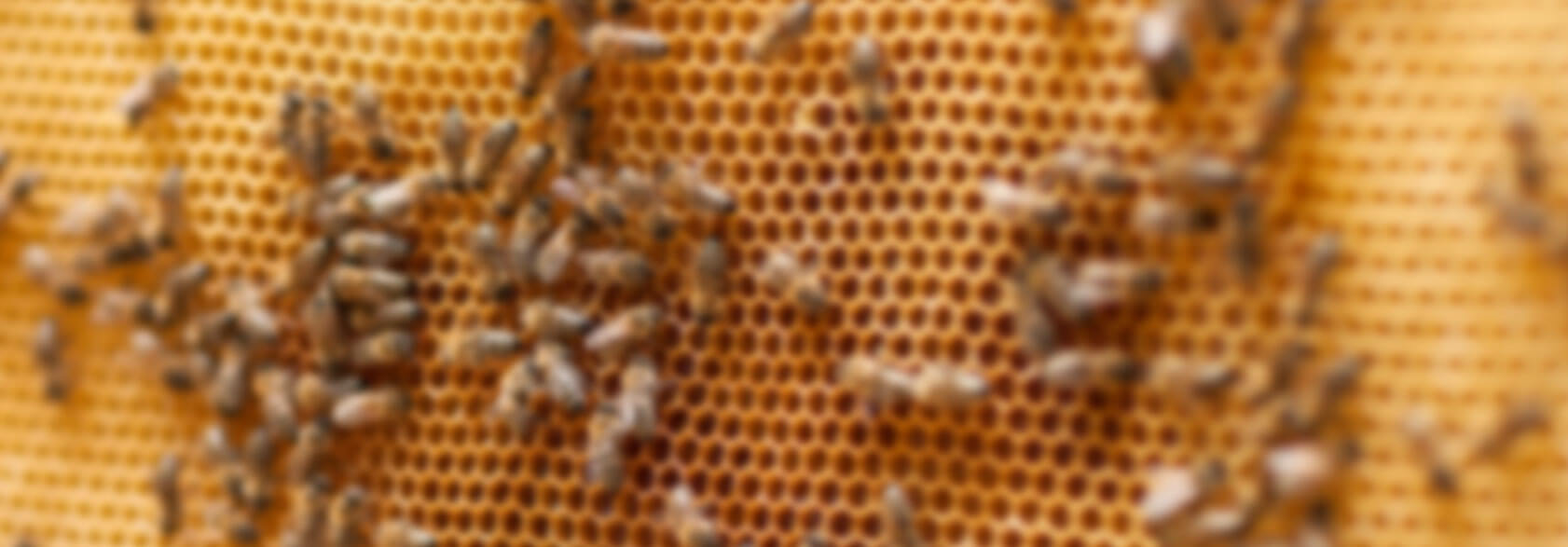 honeyhome-banner