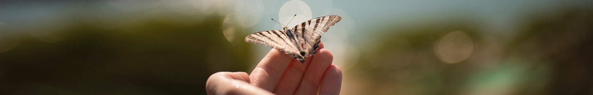 imagen-header-nota-mariposa